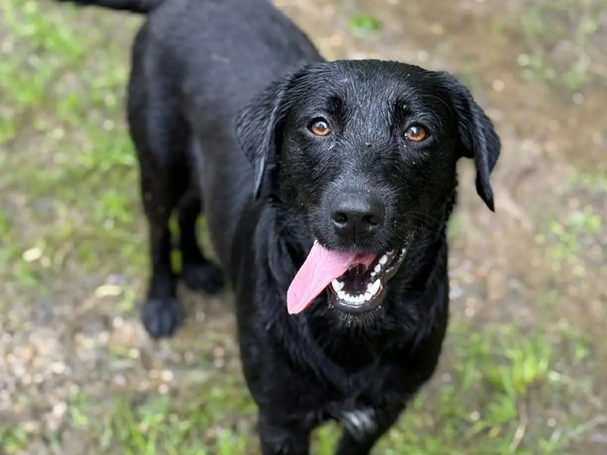 Adozione cane, femmina, Razza sconosciuta Razza sconosciuta, 1 anno e 5 mesi, taglia media contenuta, Firenze