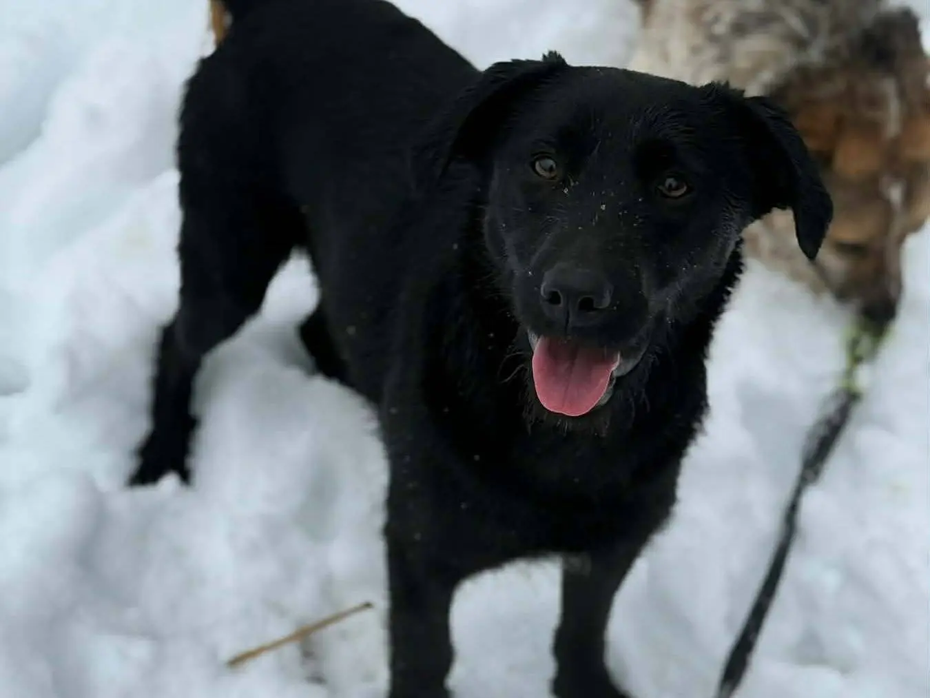 Adotta il cane ESME a Firenze