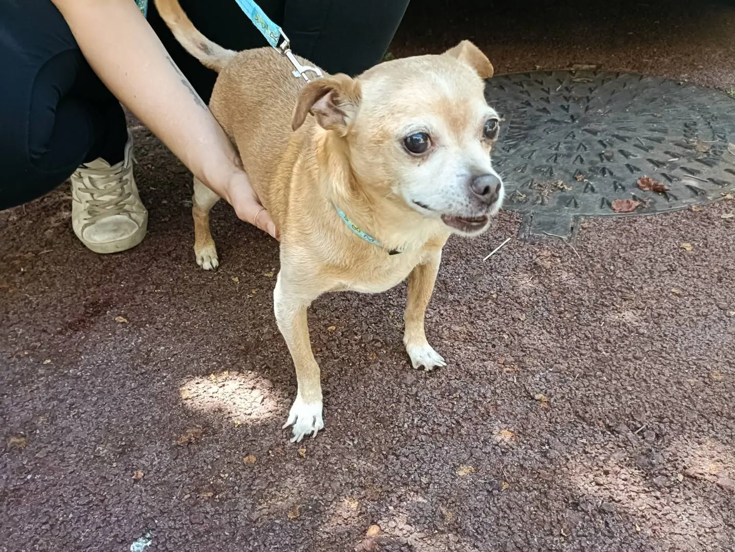 Vuoi adottare un cane a Palermo?