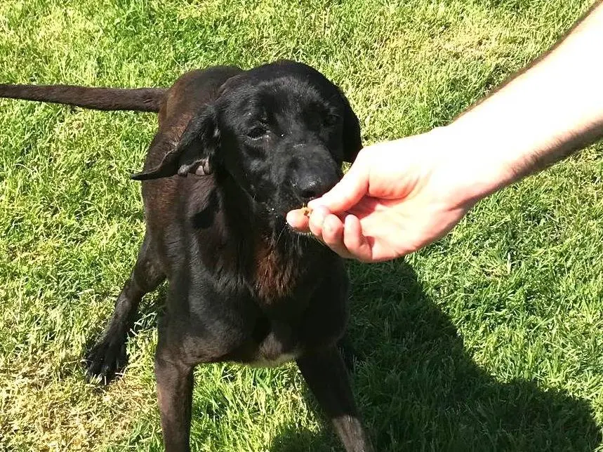 Adotta un cane, femmina, 4 anni e 9 mesi, Latina