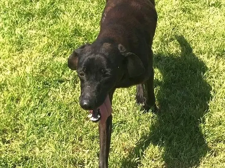 Adotta il cane Cola giovane simil labrador a Latina