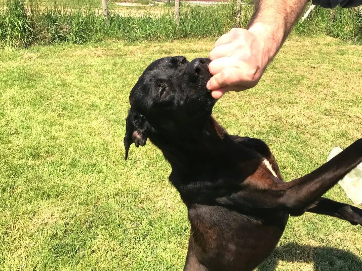 Adotta un cane, taglia media, femmina, Latina