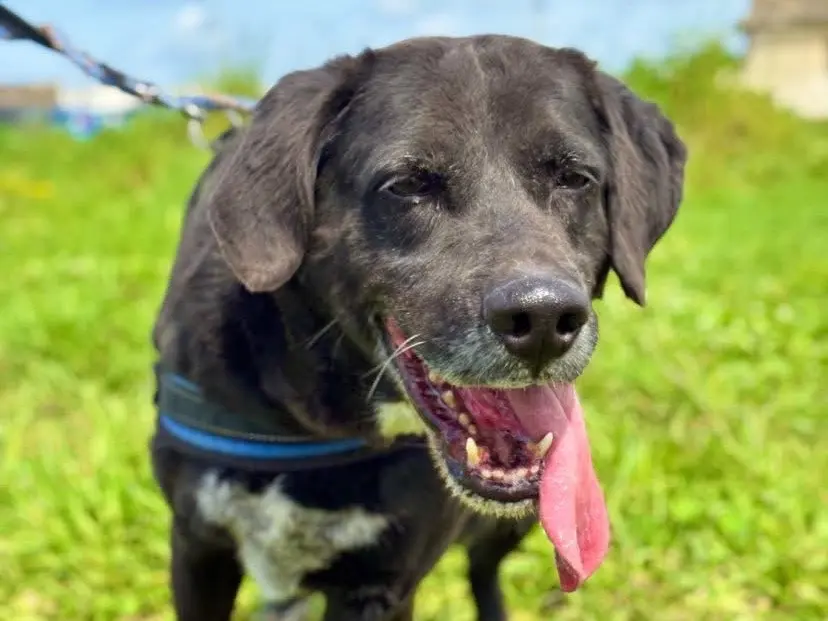 Adotta un cane, taglia grande, maschio, Napoli