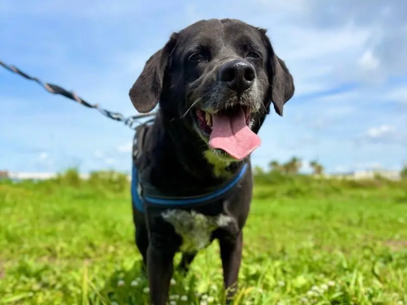 Vuoi adottare un cane a Napoli?