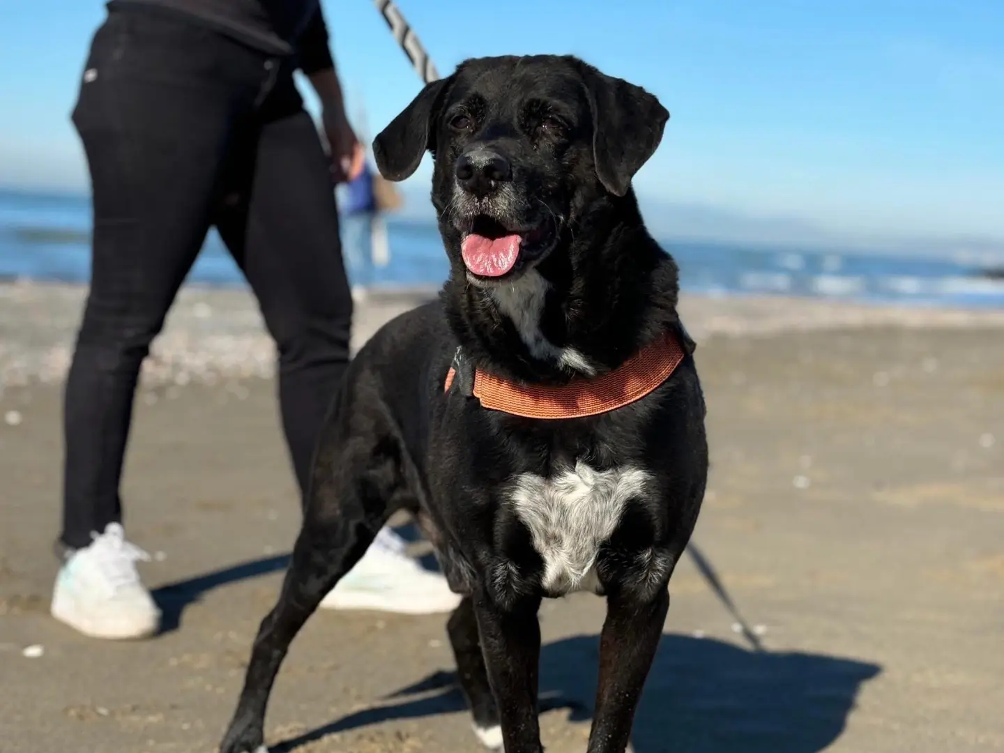 Adotta un cane, maschio, 11 anni e 11 mesi, Napoli