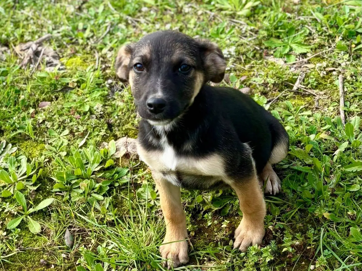 Adotta un cane, femmina, 11 mesi, Taranto