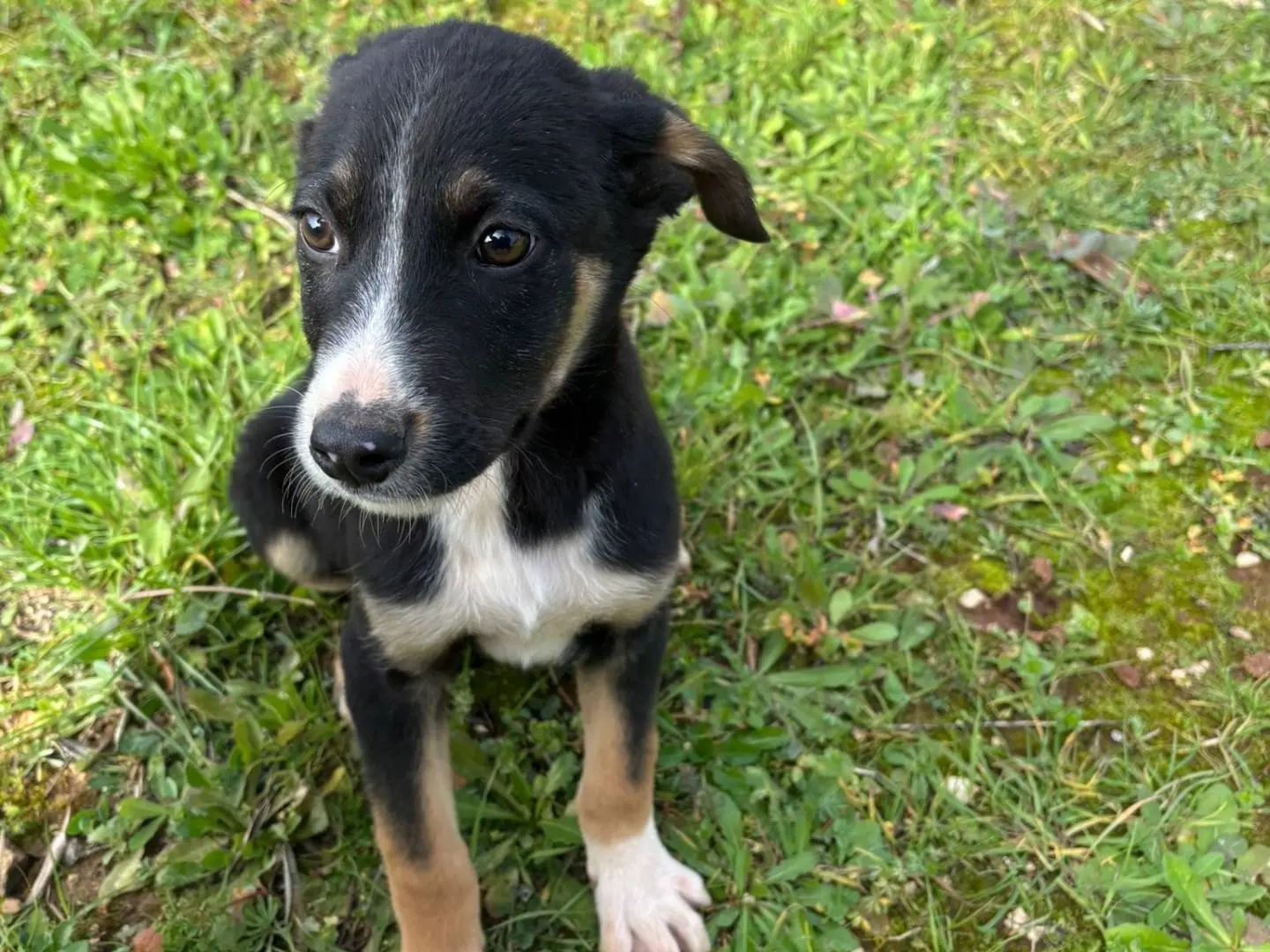 Adozione cane, femmina, Razza sconosciuta Razza sconosciuta, 11 mesi, taglia media contenuta, Taranto