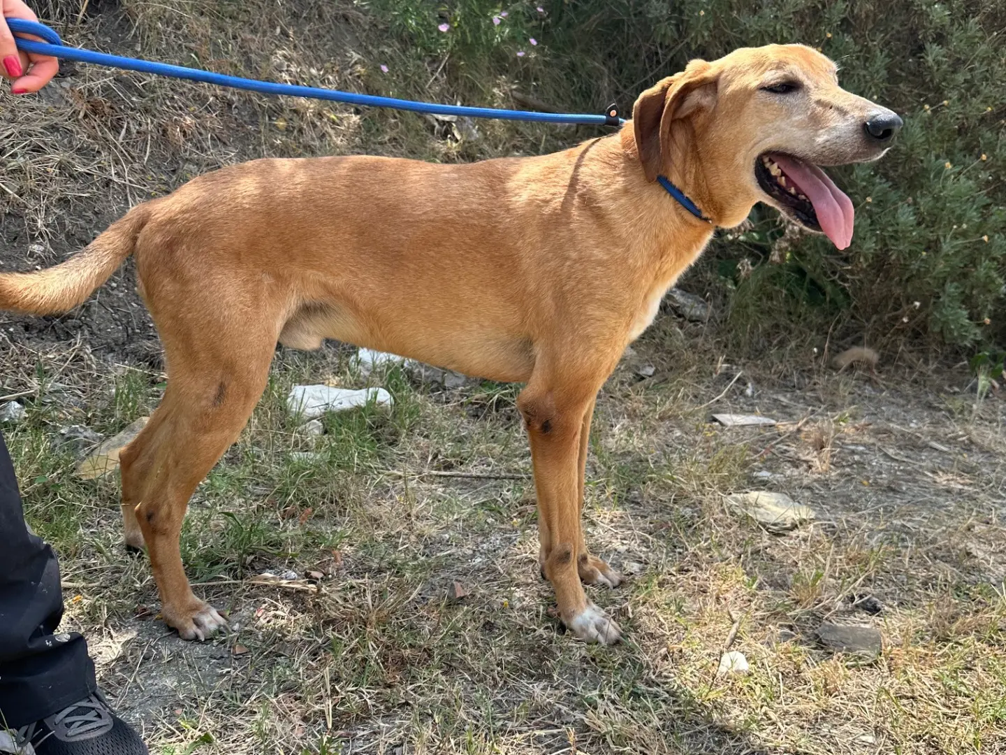 Vuoi adottare un cane a Salerno?