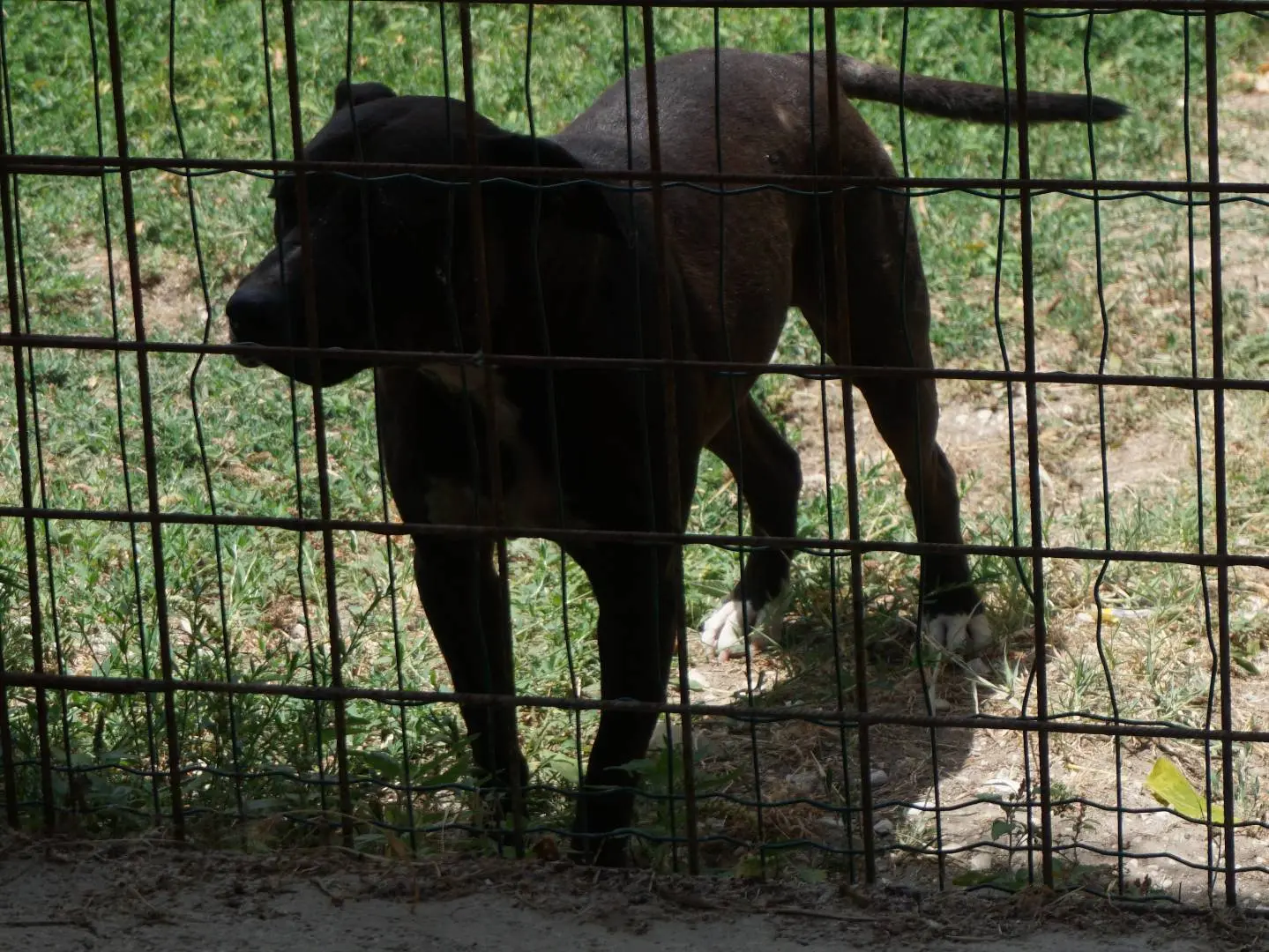 Foto 3 dell'animale