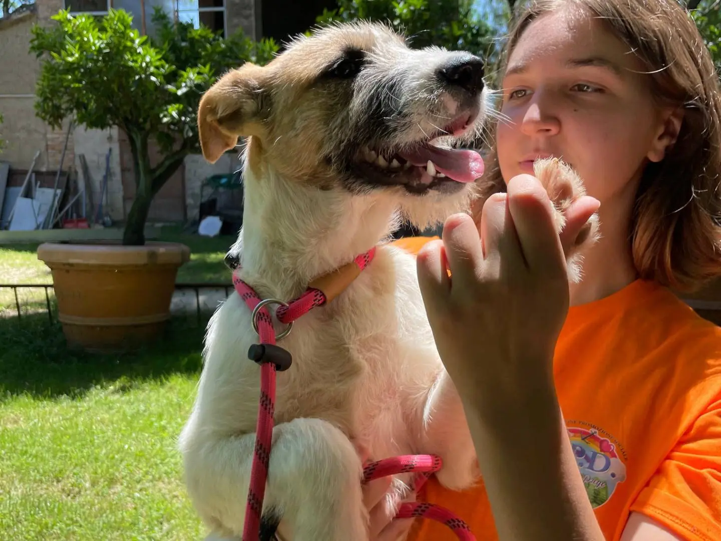 Adotta un cane, taglia media, femmina, Latina