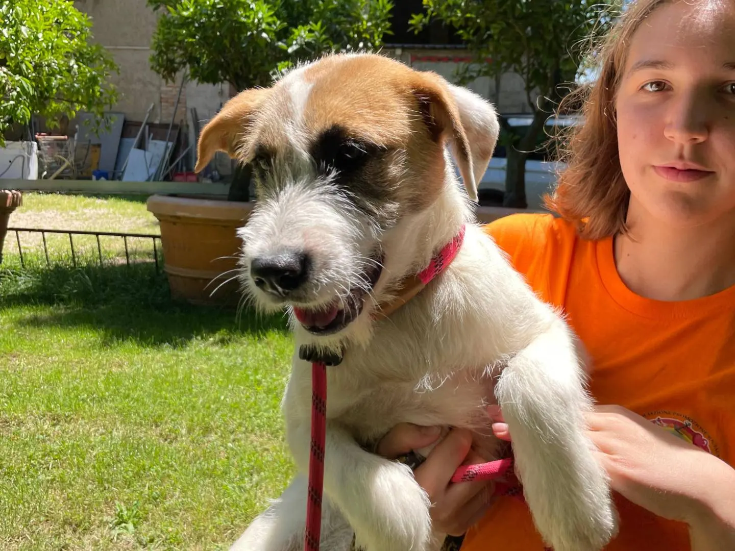 Adozione cane, femmina, Spinone Razza sconosciuta, 1 anno e 7 mesi, taglia media, Latina