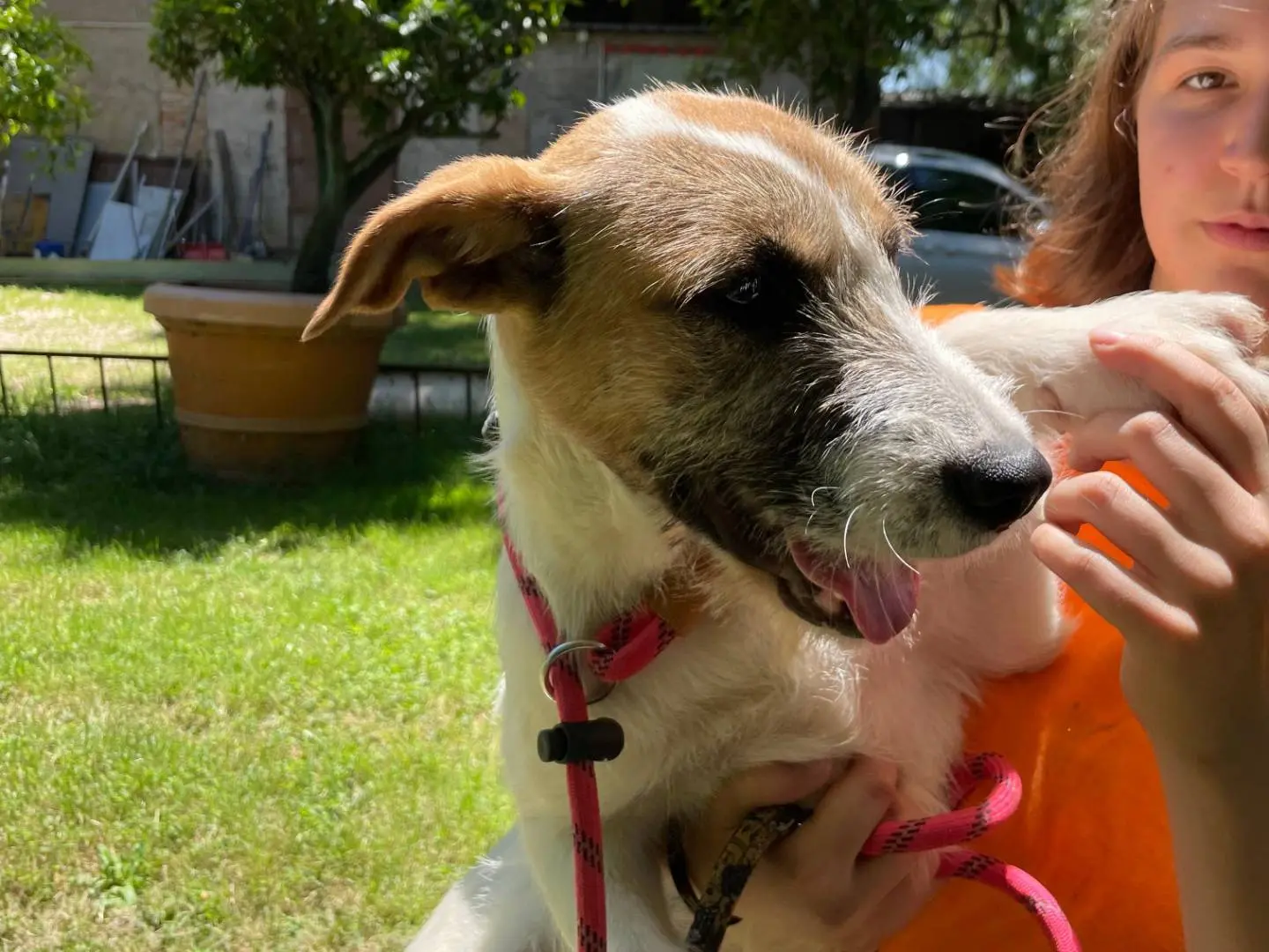 Adotta un cane, femmina, 1 anno e 7 mesi, Latina