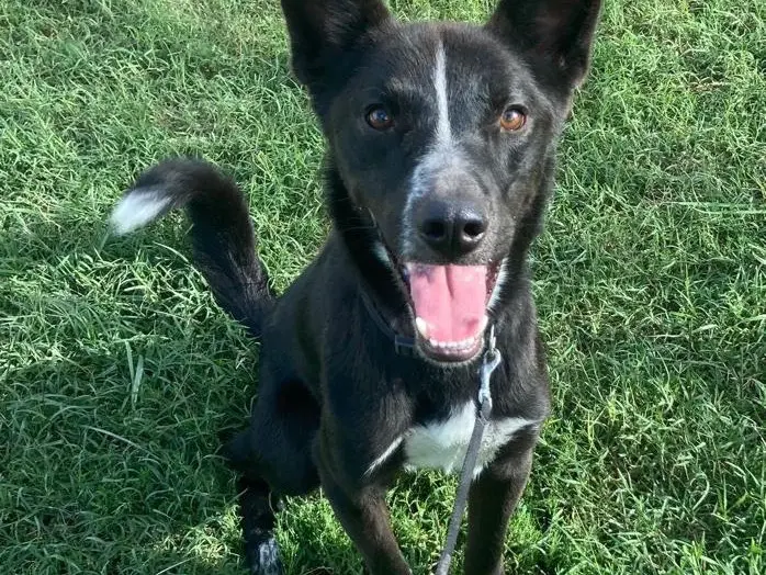 Vuoi adottare un cane a Roma?