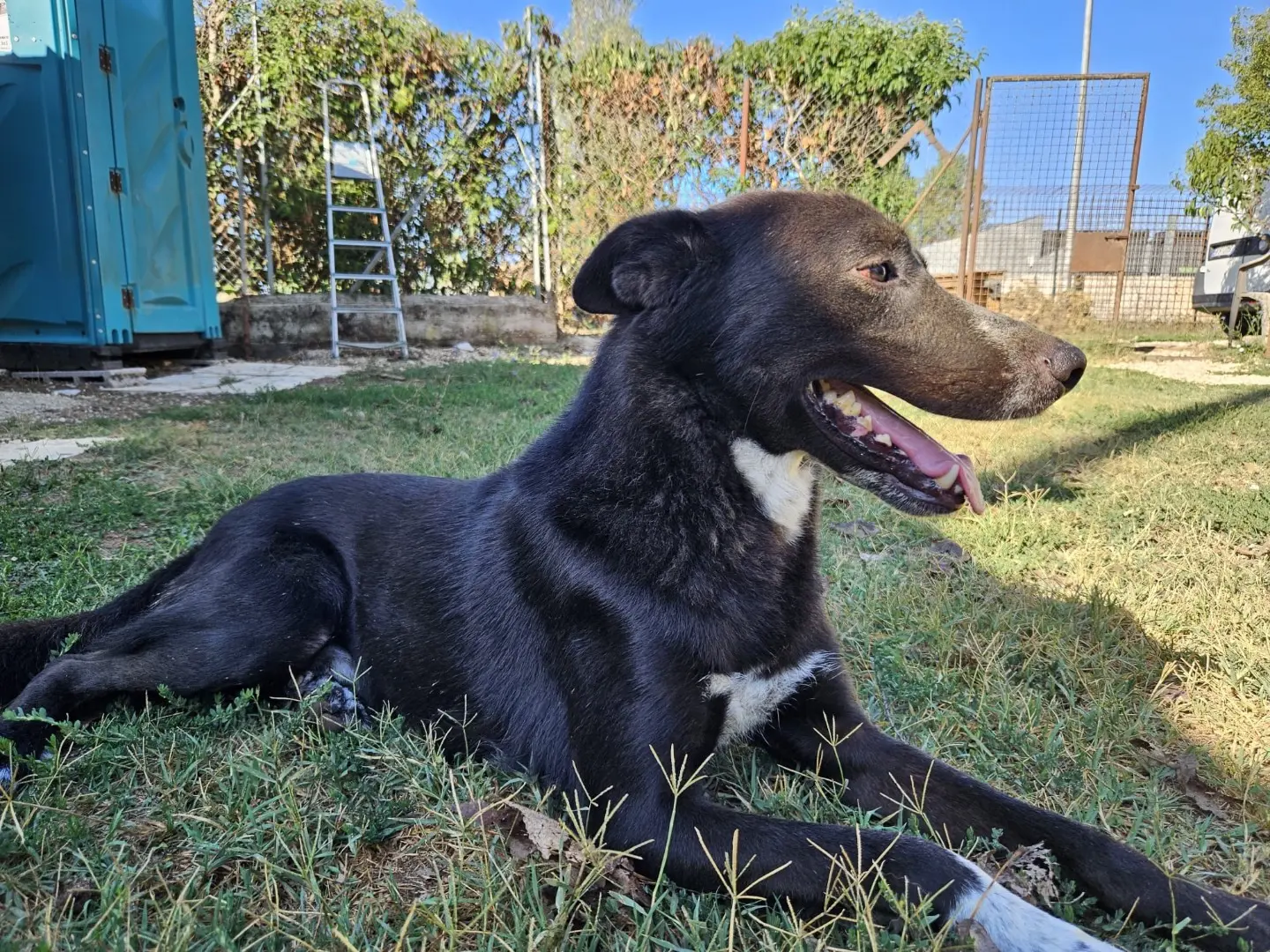 Adotta il cane Damiano a Roma