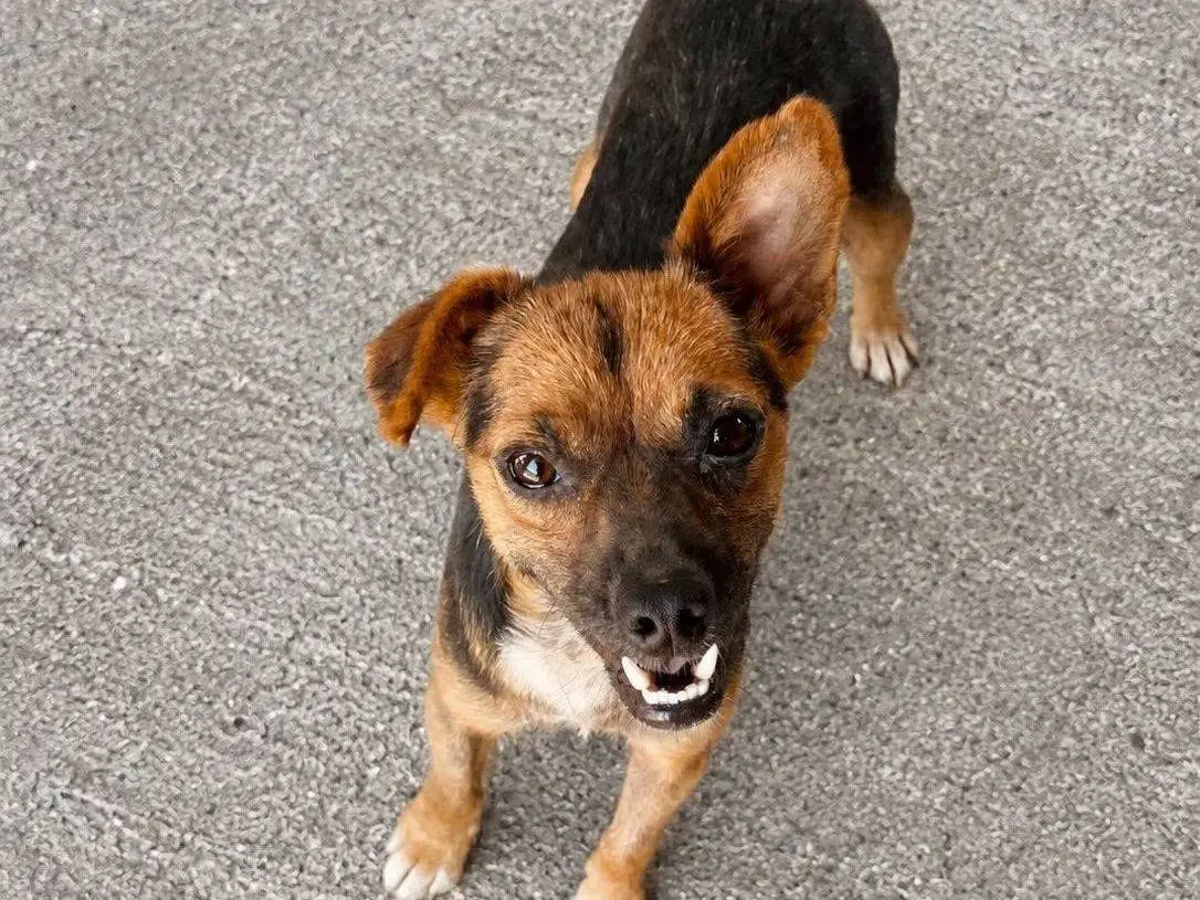 Adozione cane, maschio, Razza sconosciuta Razza sconosciuta, 4 anni e 9 mesi, taglia piccola, Crotone
