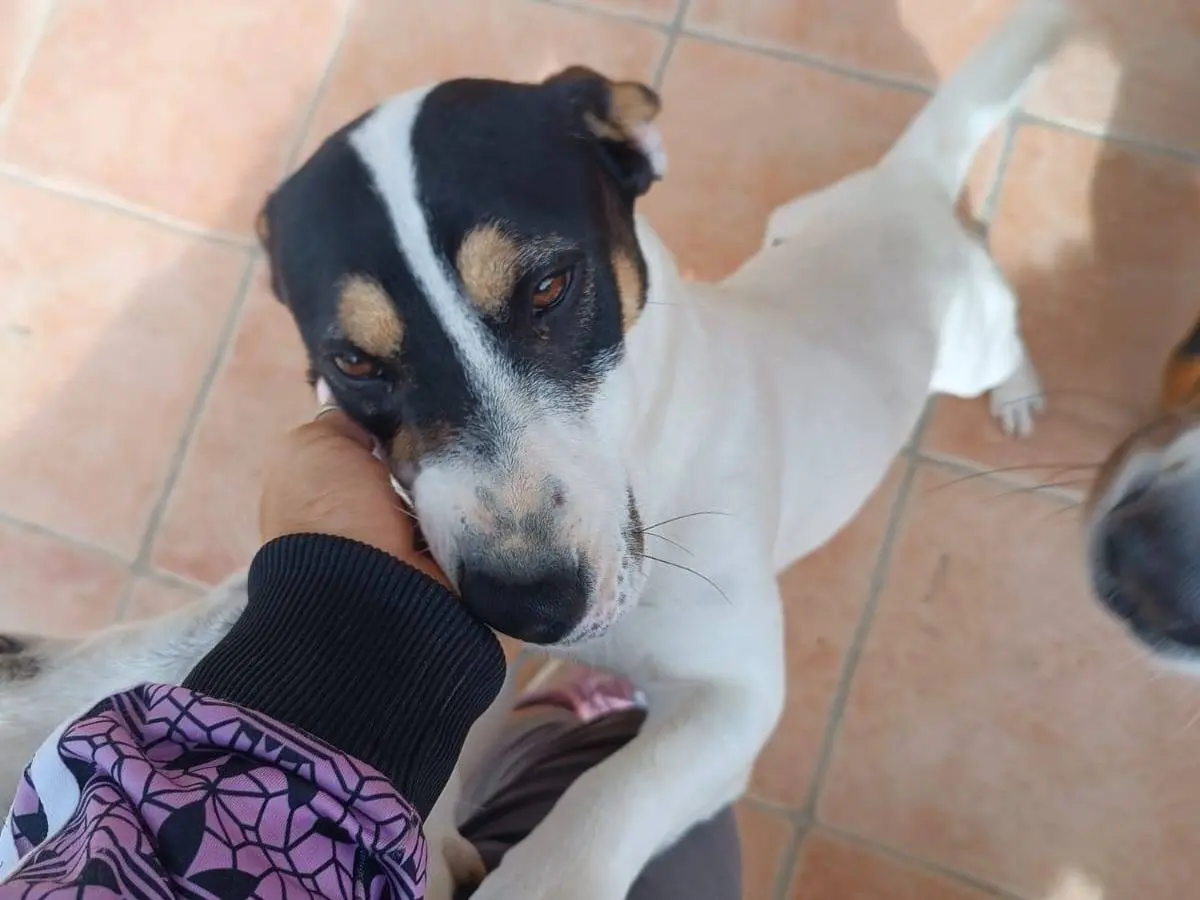 Adotta un cane, taglia piccola, maschio, Latina