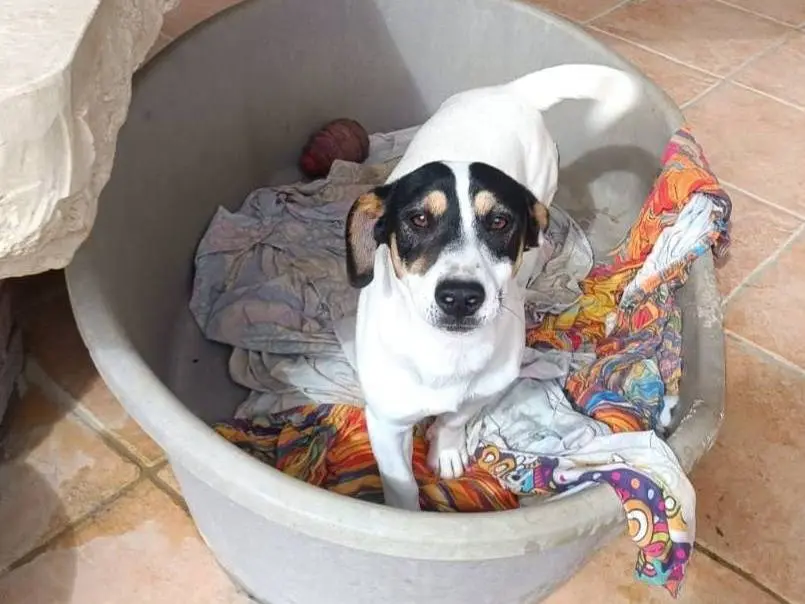 Adotta un cane, maschio, 1 anno e 6 mesi, Latina