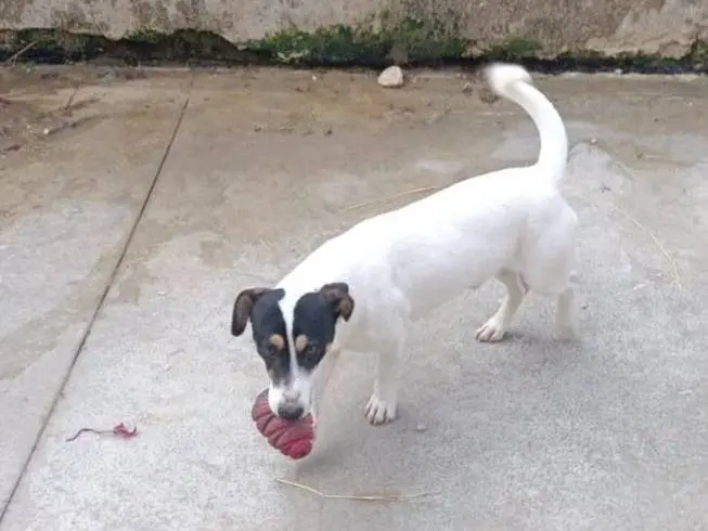 Adotta il cane Totò a Latina