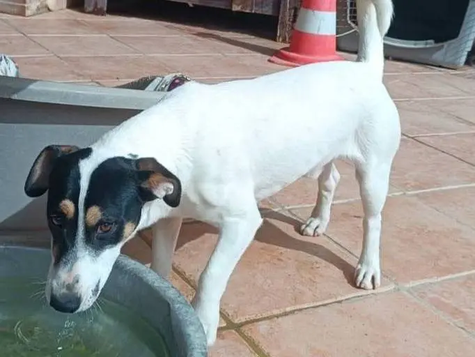 Adozione cane, maschio, Jack Russell Terrier Razza sconosciuta, 1 anno e 6 mesi, taglia piccola, Latina