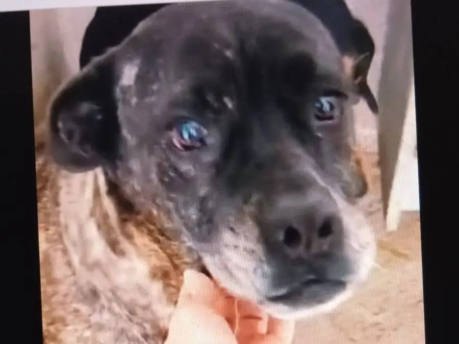 Adotta un cane, femmina, 5 anni e 3 mesi, Crotone