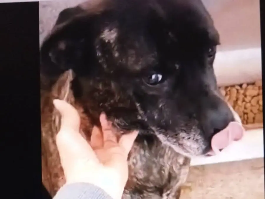 Adotta un cane, taglia media, femmina, Crotone