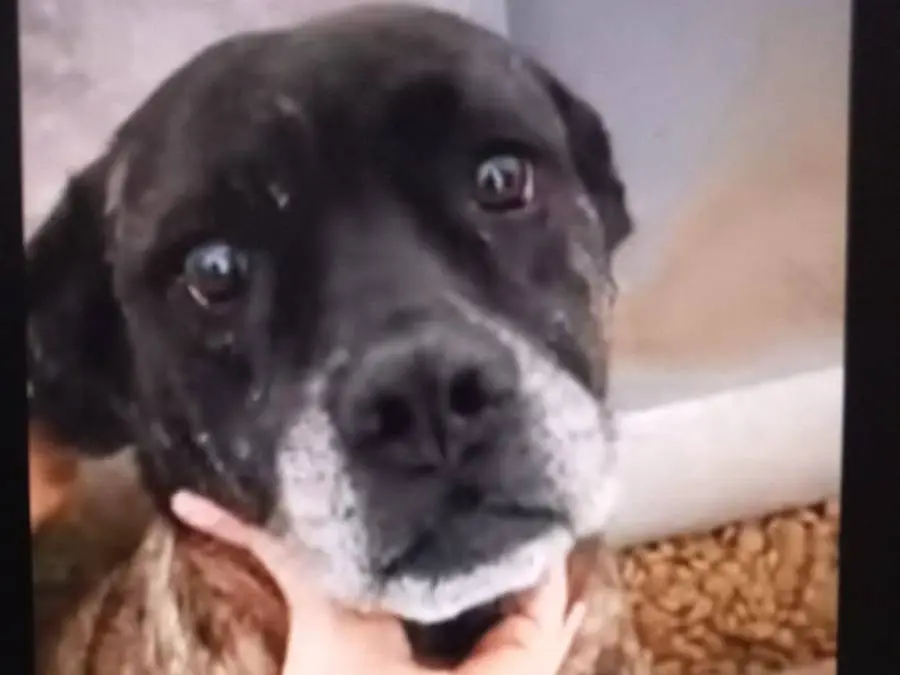 Adozione cane, femmina, Razza sconosciuta Razza sconosciuta, 5 anni e 3 mesi, taglia media, Crotone