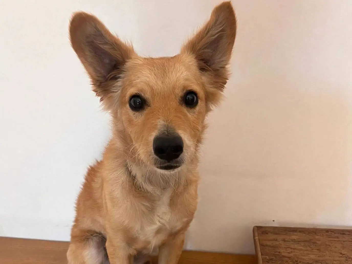 Adozione cane, maschio, Razza sconosciuta Razza sconosciuta, 10 mesi, taglia piccola, Cosenza