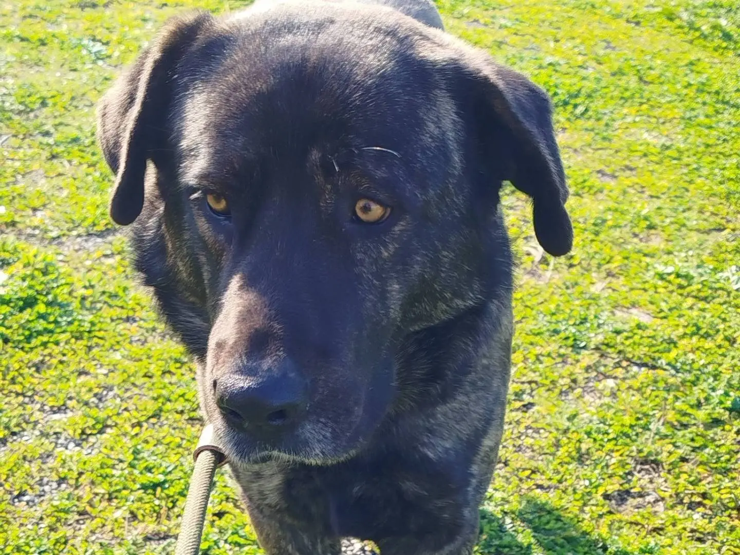 Adotta un cane, maschio, 1 anno e 9 mesi, Matera