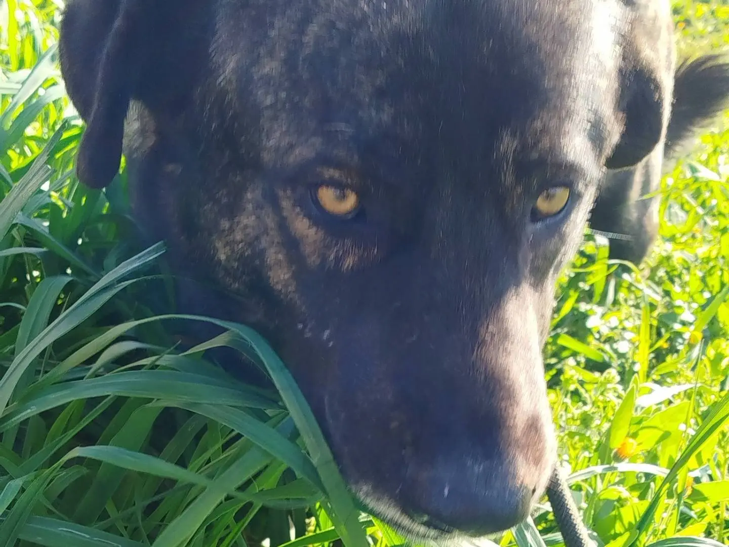 Adotta un cane, taglia grande, maschio, Matera