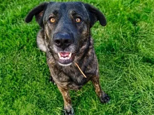 Adozione cane, maschio, Razza sconosciuta Razza sconosciuta, 1 anno e 9 mesi, taglia grande, Matera