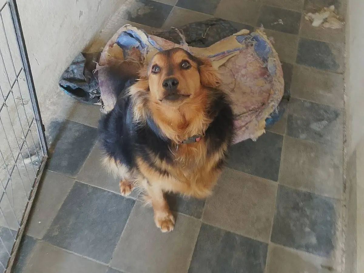 Adotta un cane, maschio, 3 anni e 6 mesi, Vibo