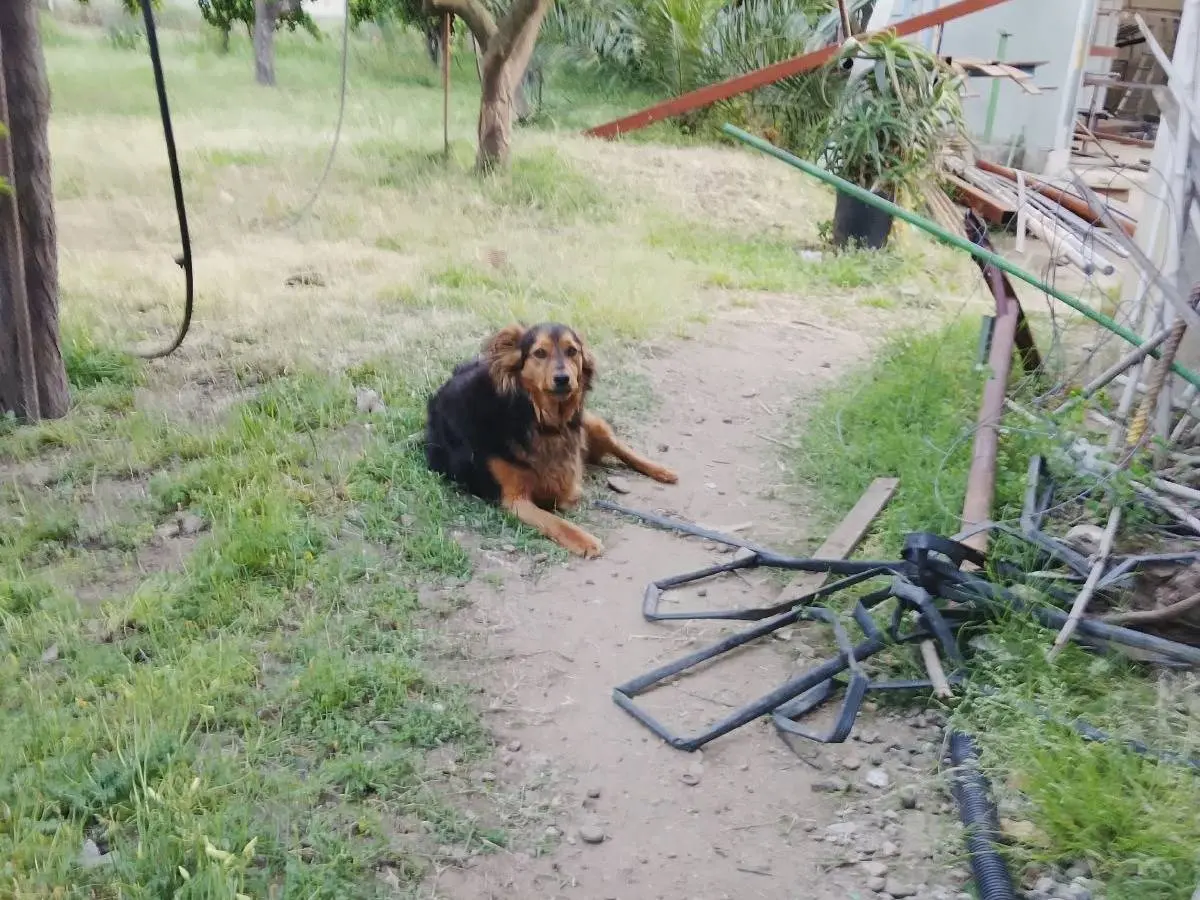 Adotta un cane, taglia media contenuta, maschio, Vibo