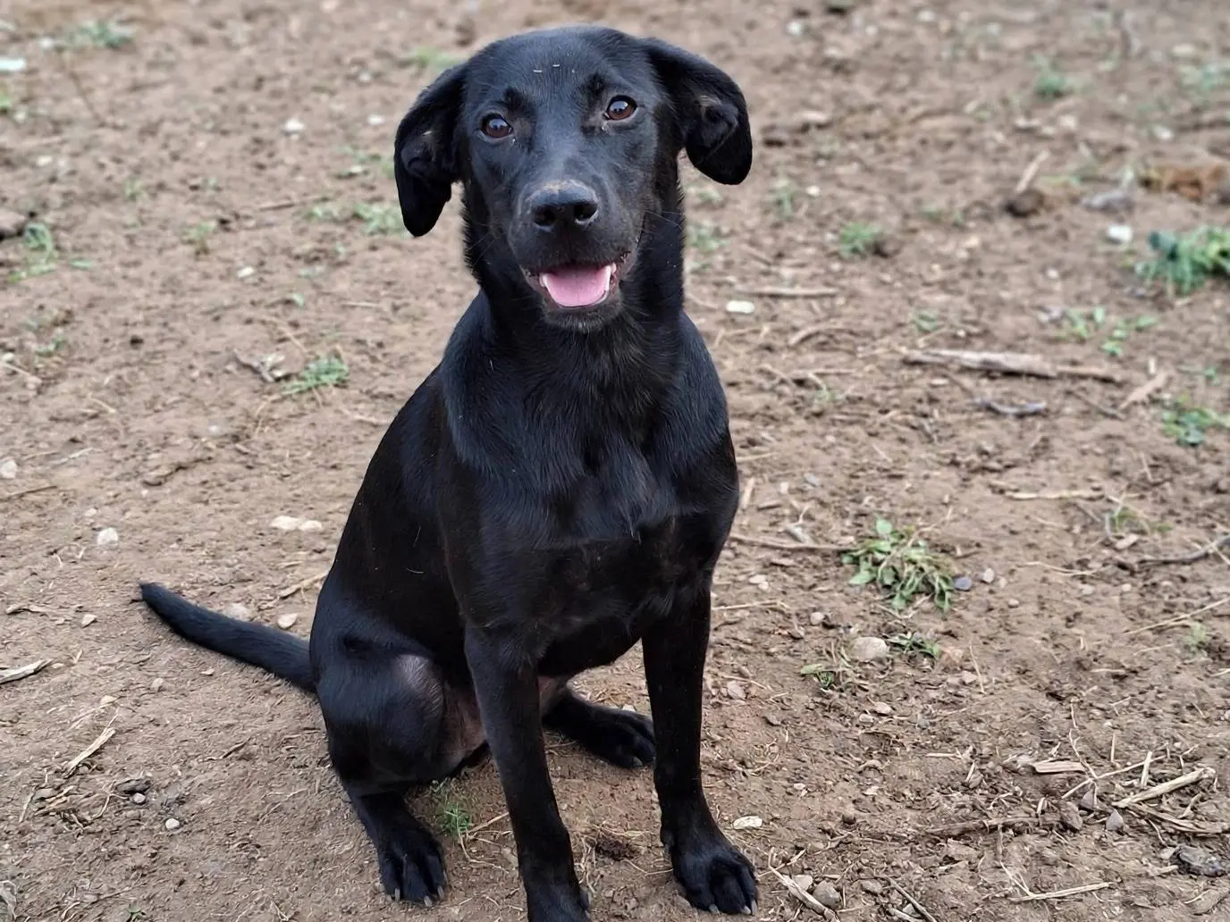 Adotta un cane, femmina, 5 mesi, Firenze