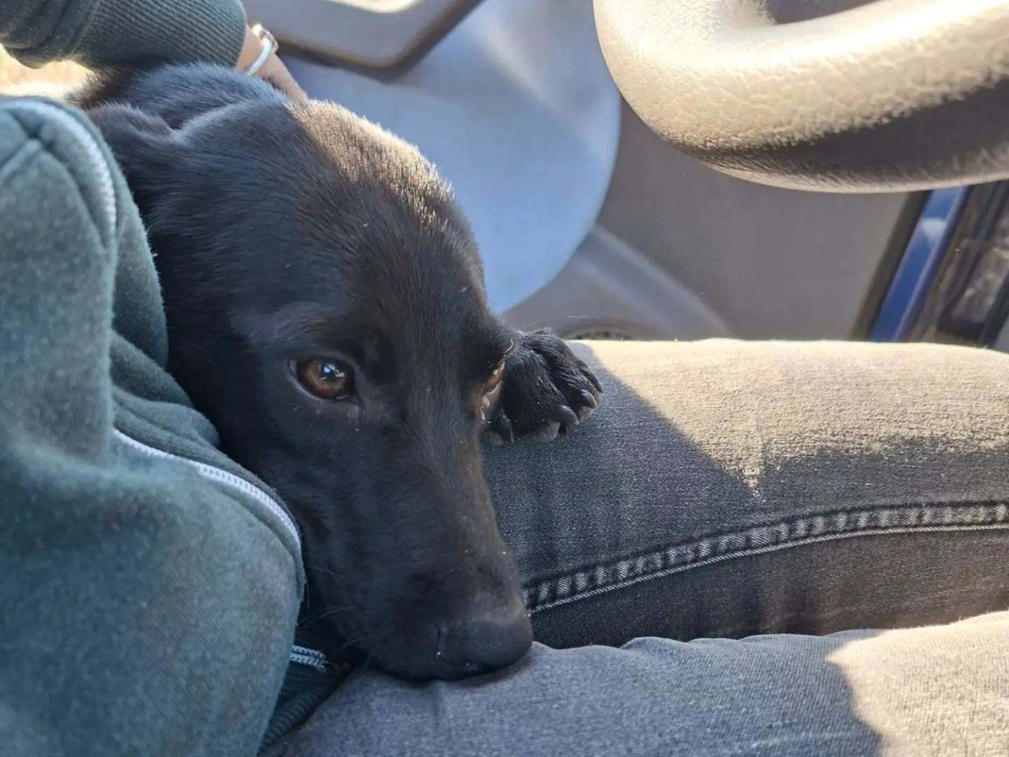 Adozione cane, femmina, Razza sconosciuta Razza sconosciuta, 5 mesi, taglia media contenuta, Firenze