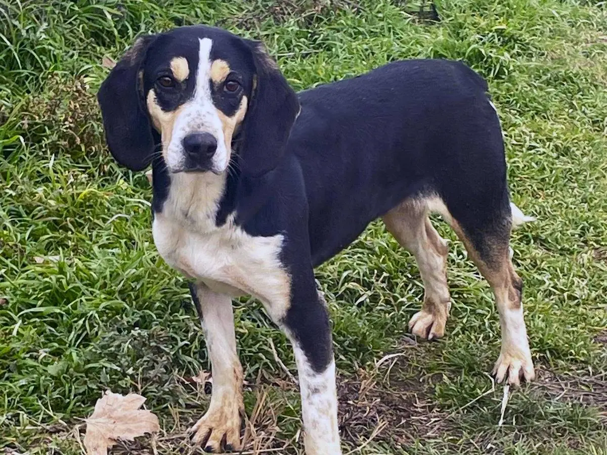 Adotta un cane, femmina, 5 anni e 2 mesi, Pavia