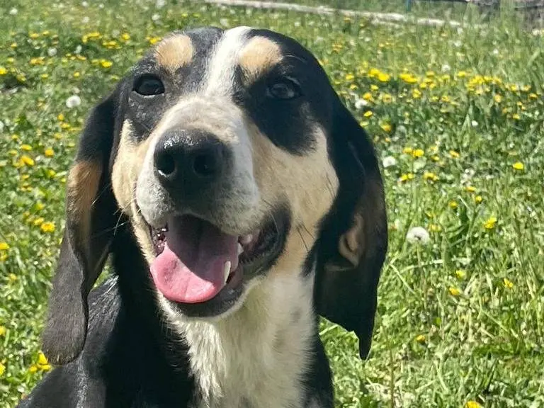Adotta un cane, taglia media, femmina, Pavia