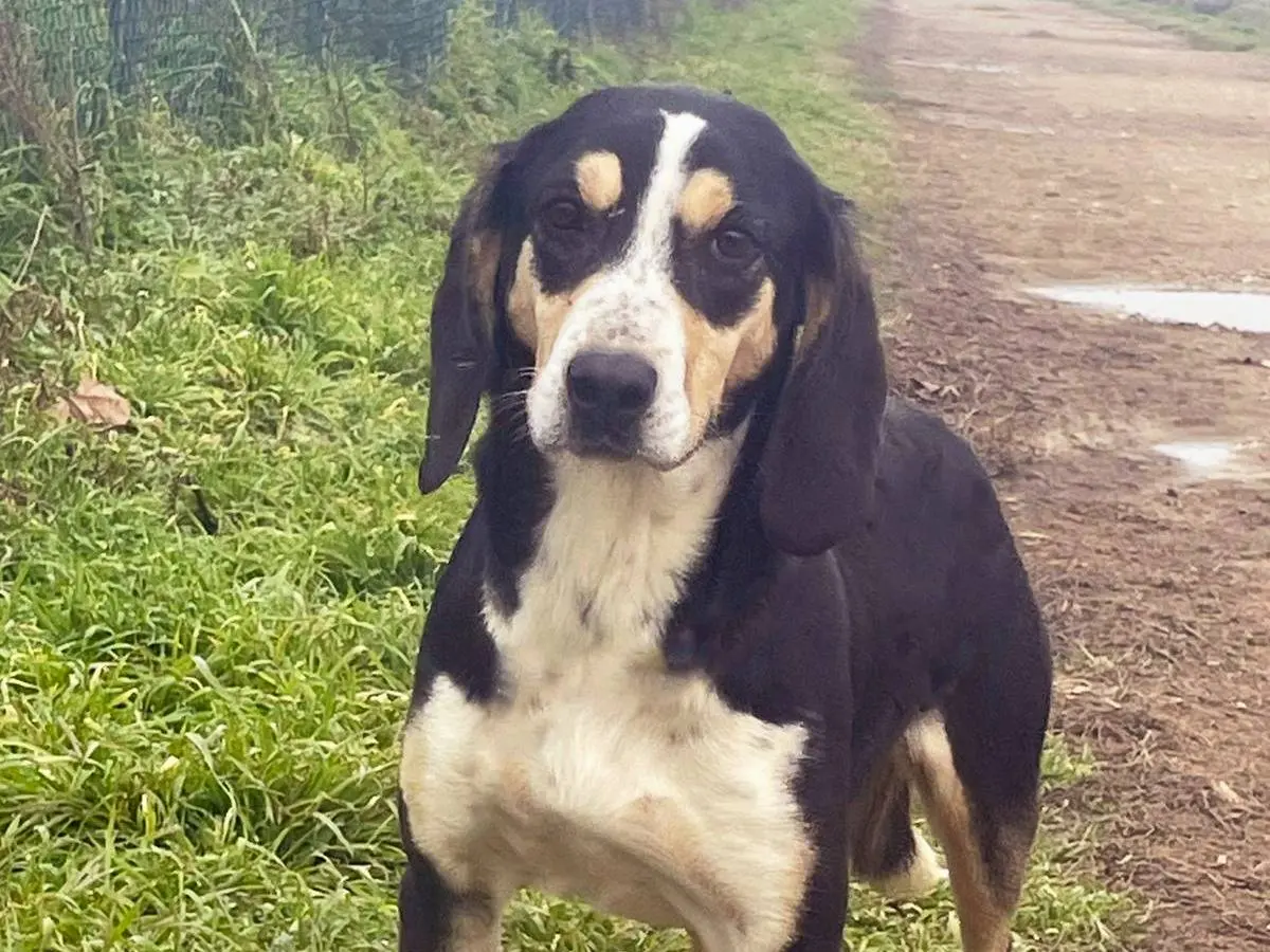 Adozione cane, femmina, Segugio Razza sconosciuta, 5 anni e 2 mesi, taglia media, Pavia