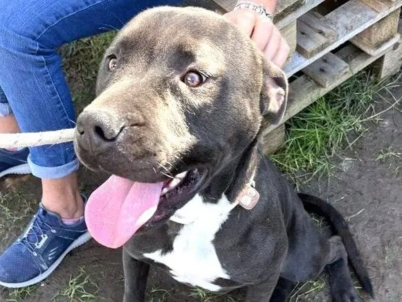 Adotta un cane, maschio, 5 anni e 8 mesi, Latina