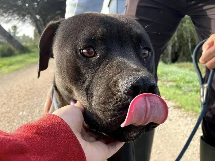 Adozione cane, maschio, Pitbull Razza sconosciuta, 5 anni e 8 mesi, taglia grande, Latina
