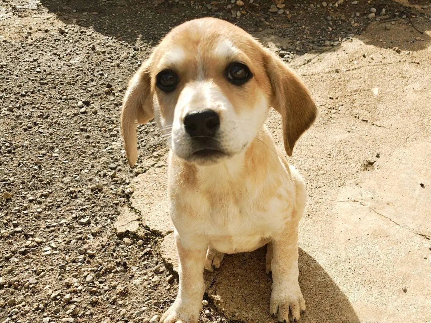 Adozione cane, maschio, Razza sconosciuta Razza sconosciuta, 1 anno, taglia media, Reggio