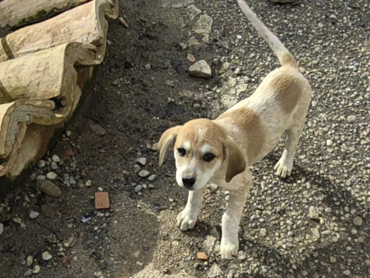 Adotta un cane, maschio, 1 anno, Reggio