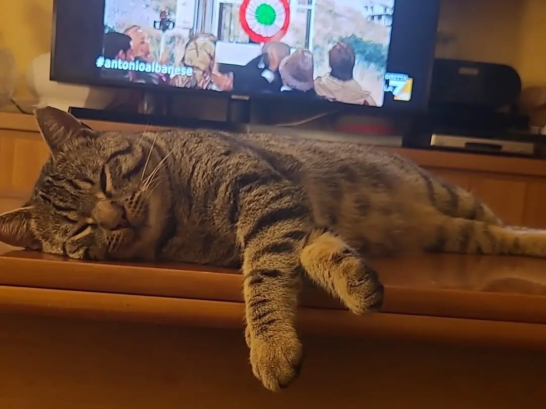 Adotta il gatto Ercolino a Roma