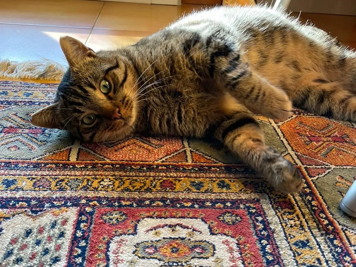 Adotta un gatto, maschio, 1 anno e 10 mesi, Roma