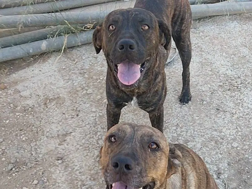 Adozione cane, femmina, Razza sconosciuta Razza sconosciuta, 2 anni e 10 mesi, taglia grande, Taranto