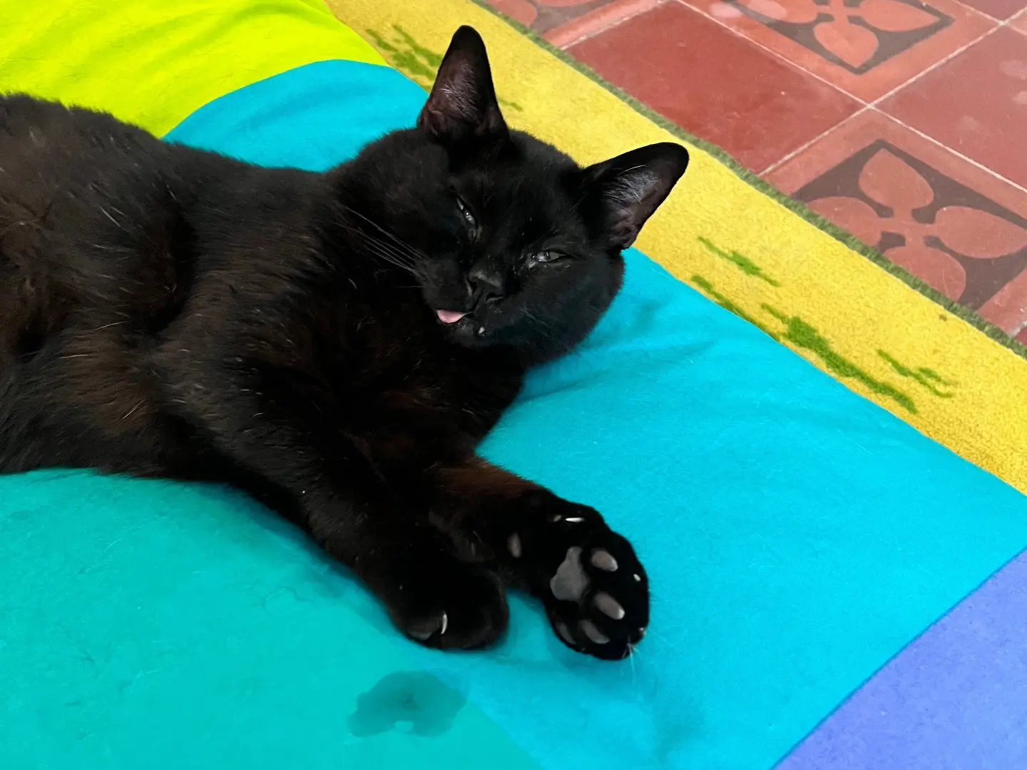 Vuoi adottare un gatto a Padova?