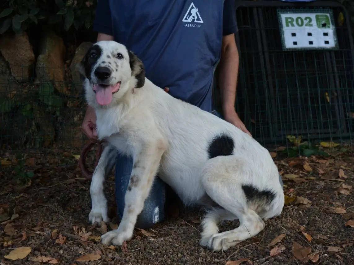 Adotta un cane, taglia media, femmina, Roma
