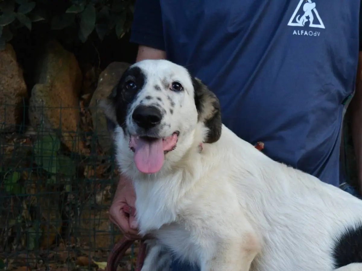 Adozione cane, femmina, Razza sconosciuta Razza sconosciuta, 7 mesi, taglia media, Roma