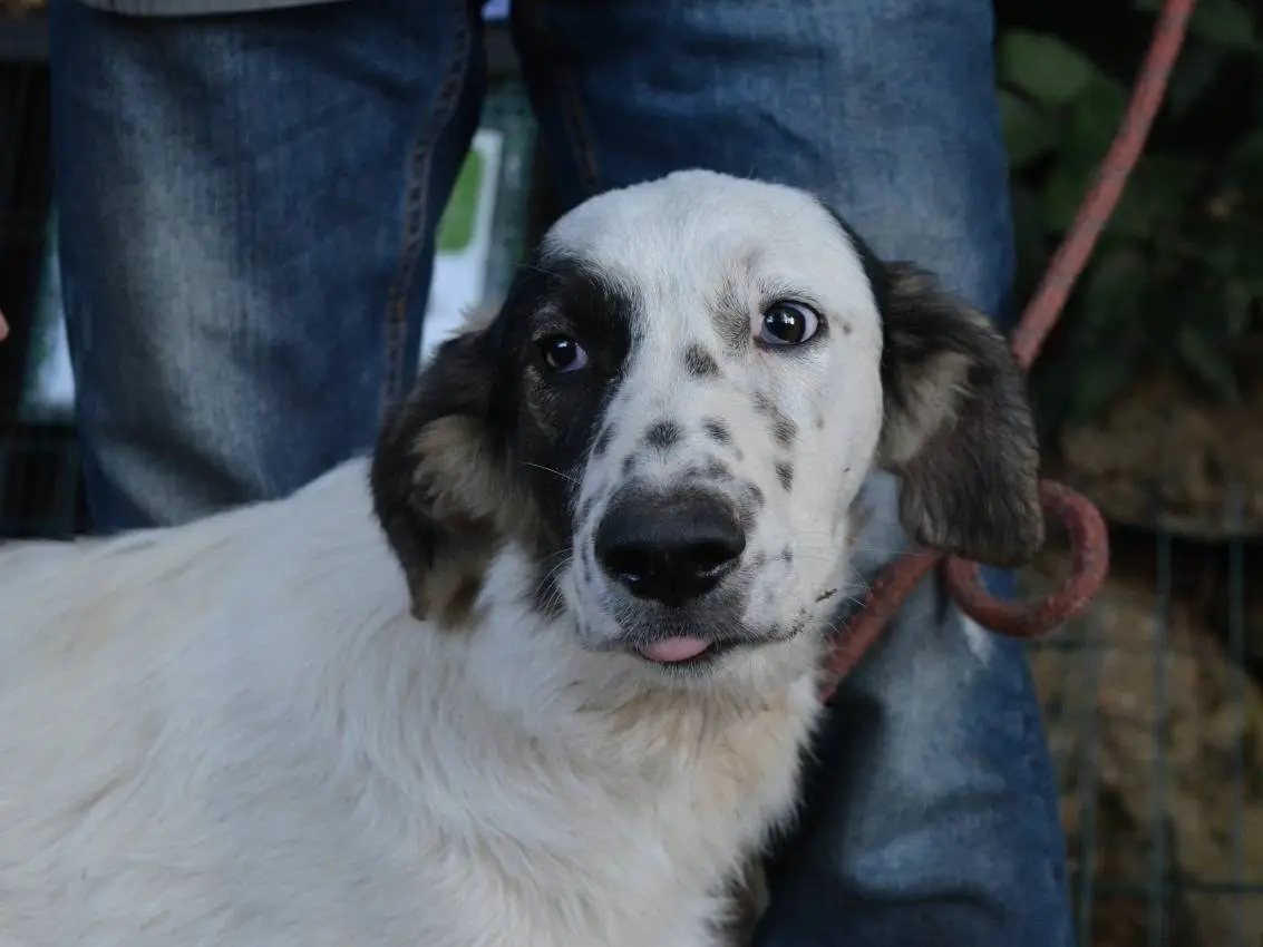 Adotta un cane, femmina, 7 mesi, Roma