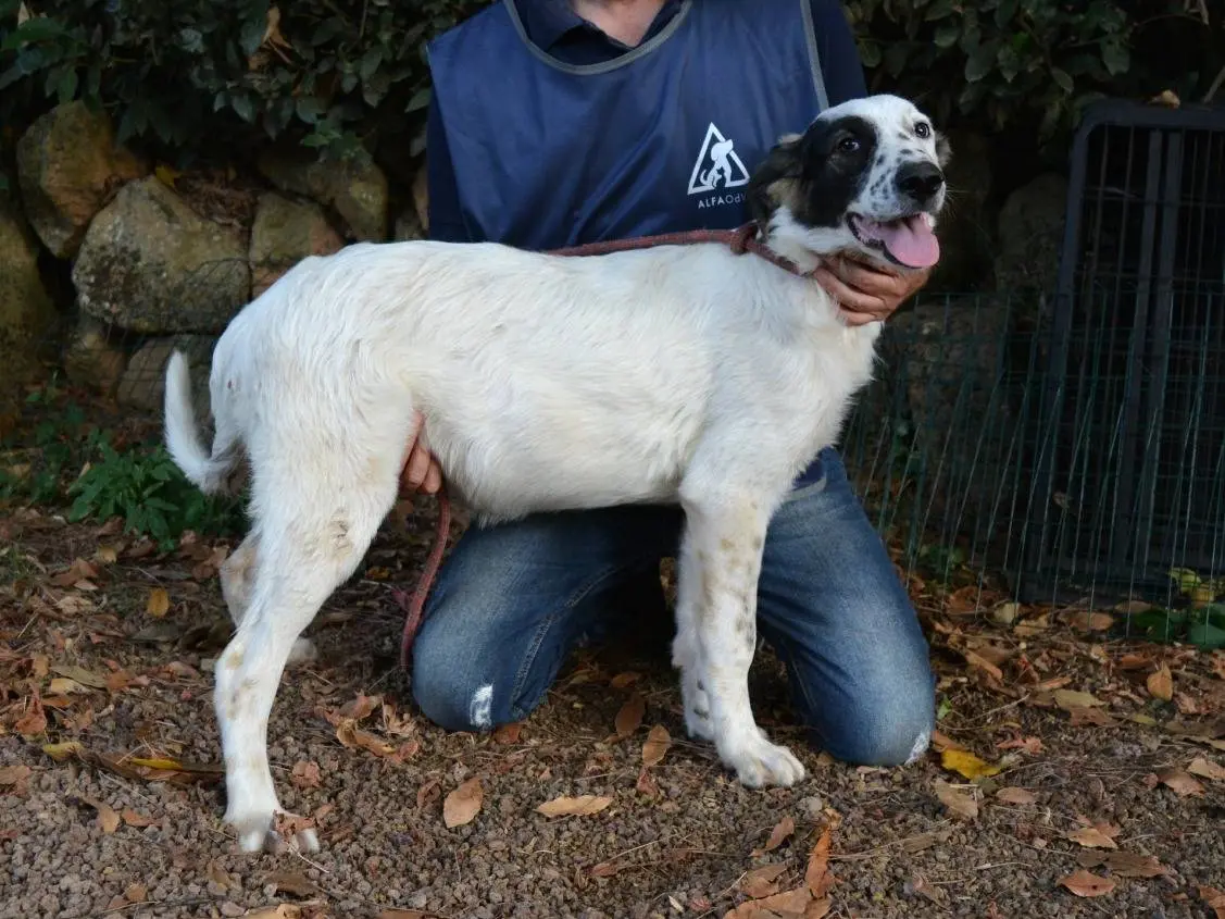 Adotta il cane Sabryna a Roma