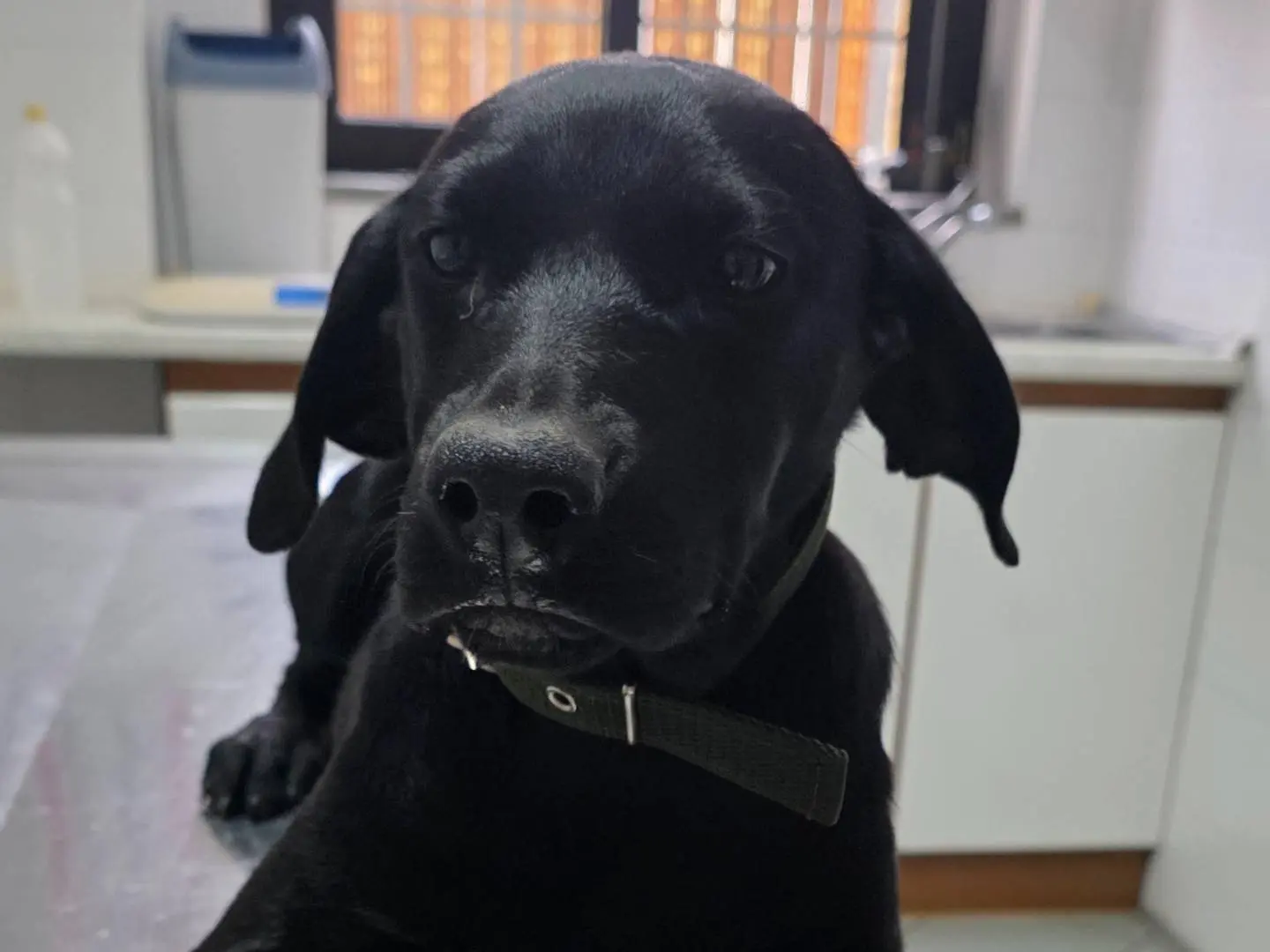 Vuoi adottare un cane a Latina?
